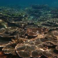 Iboih, Aceh snorkeling.. moment to joy