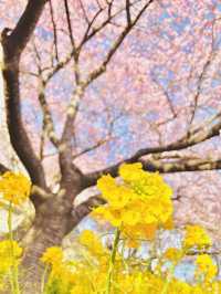 【絶景】菜の花×河津桜のコントラストが美しい🌸まつだ桜まつり