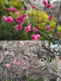 【鎌倉】春はもうすぐ、長谷寺の梅祭り