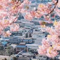 【神奈川】富士見百景にも選ばれた絶景！「松田山ハーブガーデン」🌸