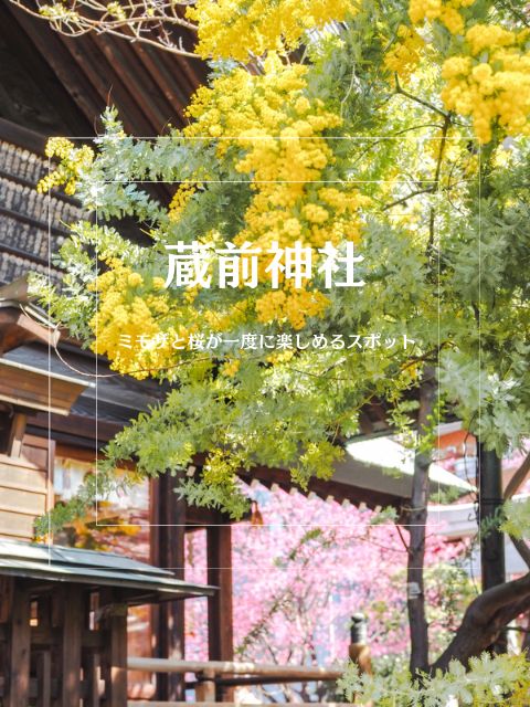 【蔵前神社】ミモザも一緒に楽しめる桜おすすめスポット