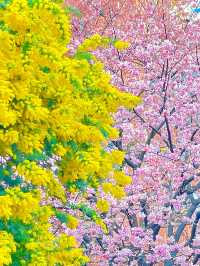 【藏前神社/東京都】ミモザと桜のコラボレーション