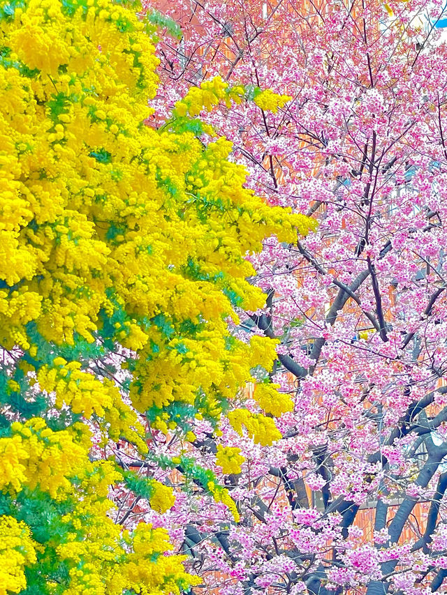 【藏前神社/東京都】ミモザと桜のコラボレーション