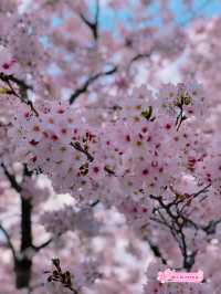 【福岡花見】SLもあって楽しい花見スポット🚂🌸