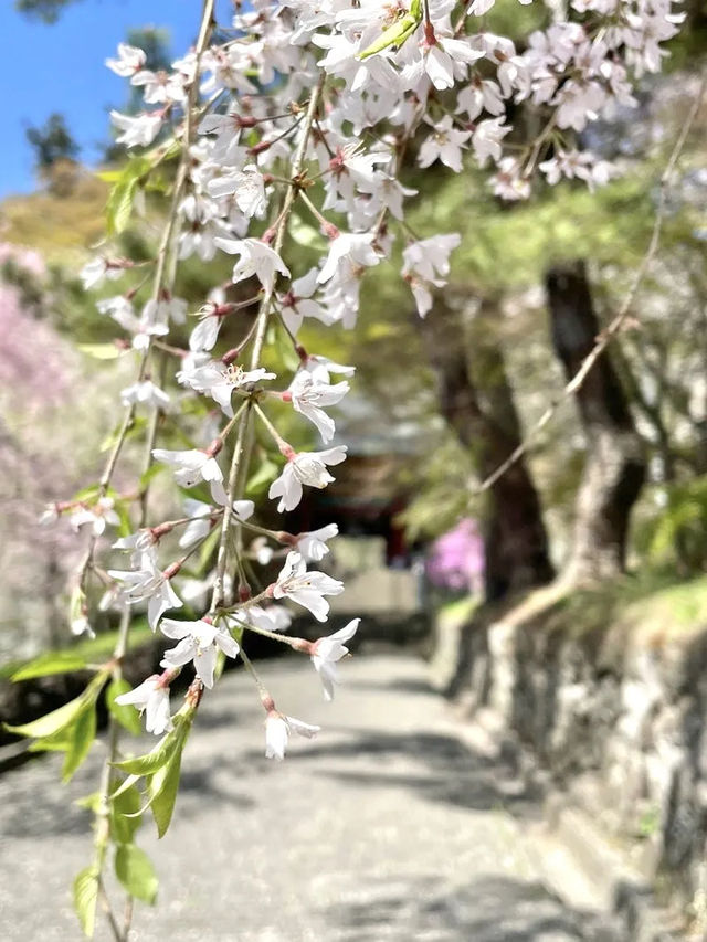 【妙義神社/群馬県】しだれ桜のアーチをくぐろう！