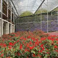 Stunning Flora Park