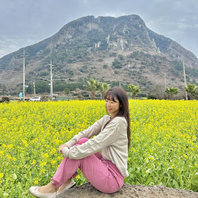 제주도 서귀포 산방산 유채꽃 🌼
