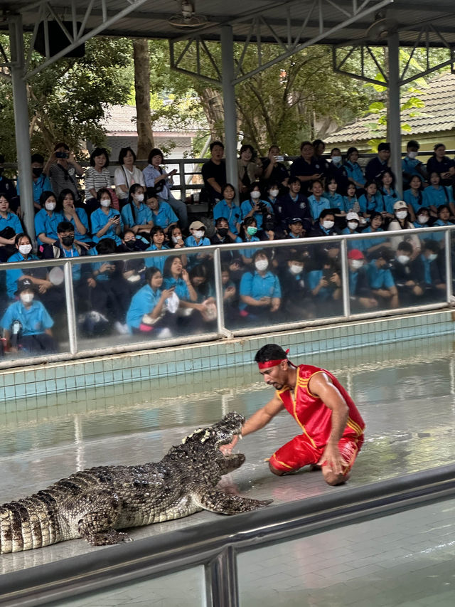 ขี่งวงช้าง ถ่ายรูปกับเสือ ชมโชว์จระเข้ที่พัทยา🐊