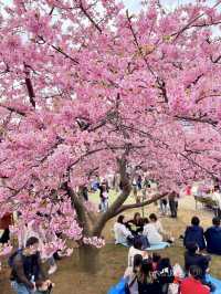 🌸matsuda city cherry blossom festival 🌸