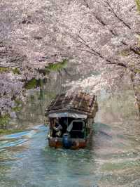 江戸時代の春の京都へタイムスリップ、伏見十石舟の桜