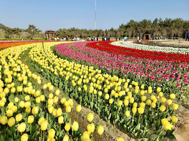 Sinan Tulip Festival 