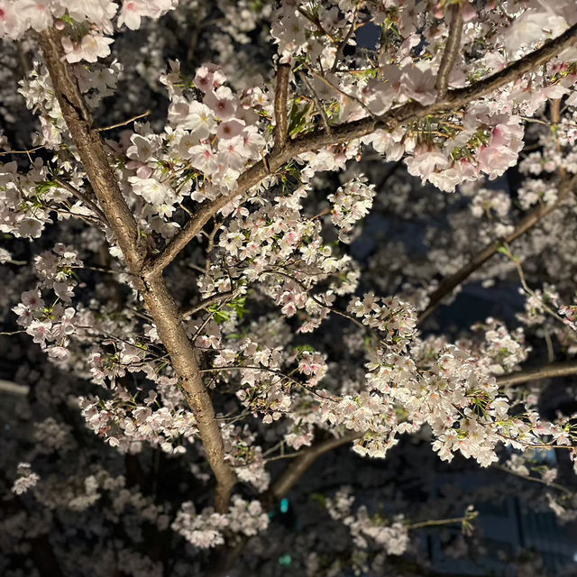 【白金台】八芳園で桜を堪能