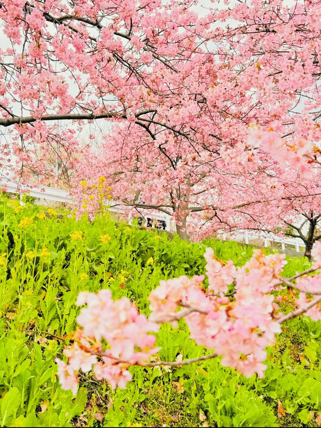 【群馬】超穴場!!絶景の桜並木が見れる!!春のおでかけスポット🌸