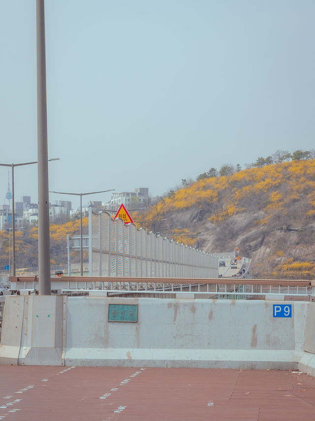 용비교에서 보는 노랗게 물든 “응봉산 개나리꽃🌼”