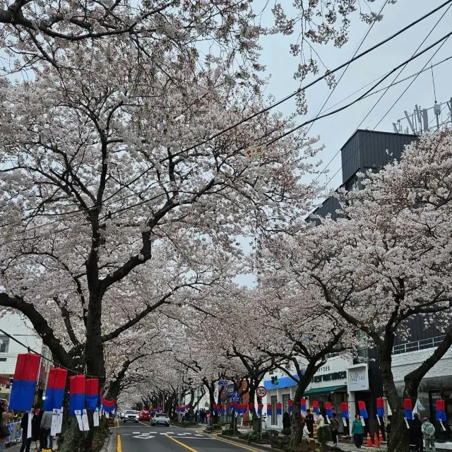 제주의 벗꽃놀이