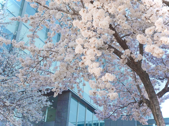 南韓大邱｜韓國嶺南大學｜櫻花｜打卡