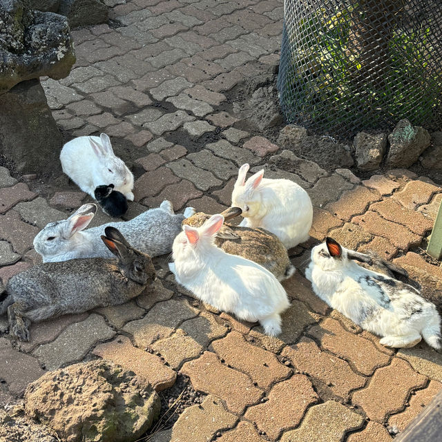 제주도 억새 구경할 수 있는 자동 레일바이크