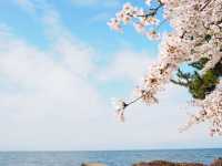 琵琶湖　豊公園の桜