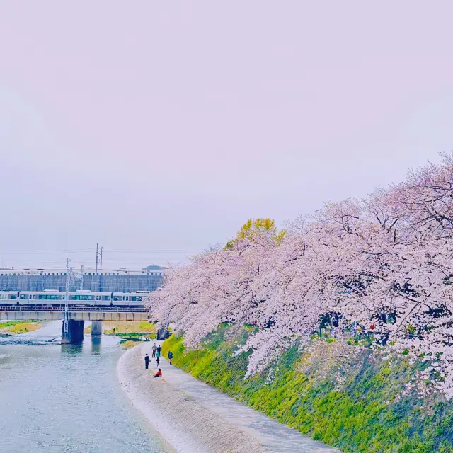 穴場な京都桜スポット🌸