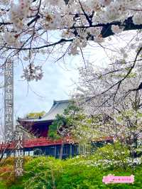 【清水観音堂/東京都】桜咲く季節に訪れてみた