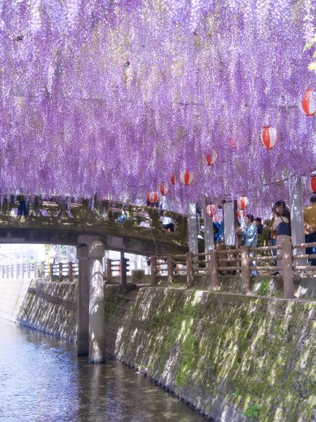 福岡】まさかの無料😍藤棚のトンネルの先に広がる紫色の映え空間