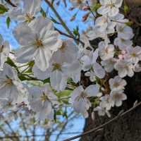 春の桜散歩と築地場外市場食べ歩き