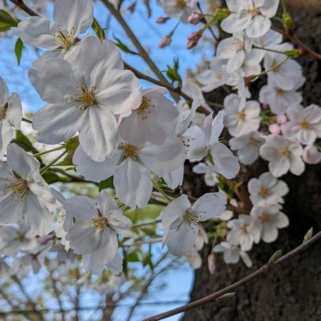 春の桜散歩と築地場外市場食べ歩き