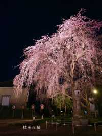 【新潟】一度は行きたい日本三大夜桜の観桜会