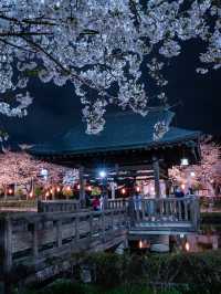 関東　夜桜写真スポット4選