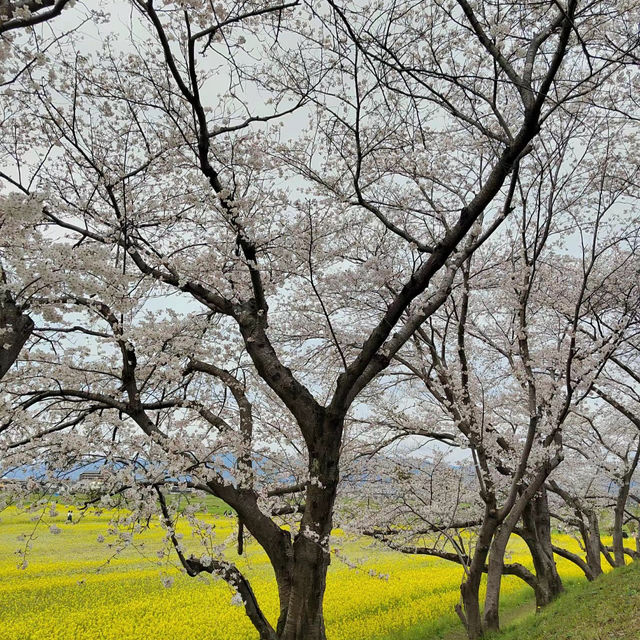 「夢幻櫻花仙境～名花之鄉」