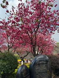 Cherry Blossoms in Dali, Yunnan 🌸