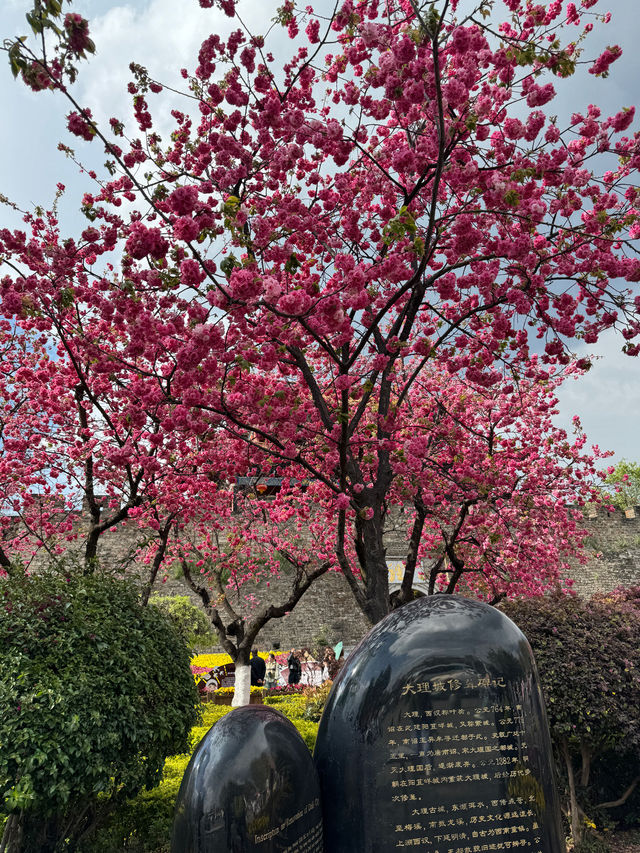 Cherry Blossoms in Dali, Yunnan 🌸
