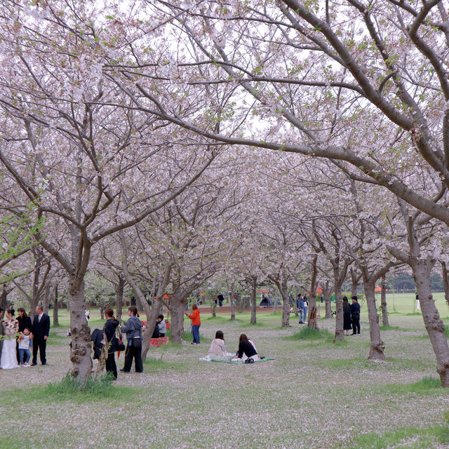 「海の中道海浜公園」春天賞花，適合一家大細玩足一日！