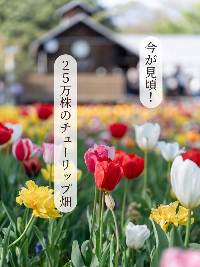 【東京都/立川市】今が見頃！25万株のお花の世界🌷