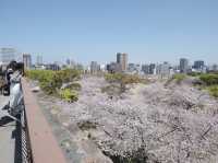 Maizuru Park จุดชมซากุระเมืองฟุกุโอกะ