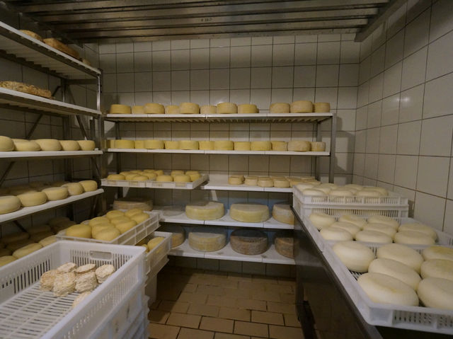 トスカーナのチーズ農家見学