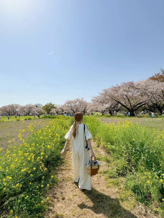 国営昭和記念公園　桜の園エリアご紹介