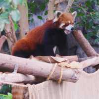 六福村野生動物園：近距離欣賞珍稀動物，親子娛樂的理想去處