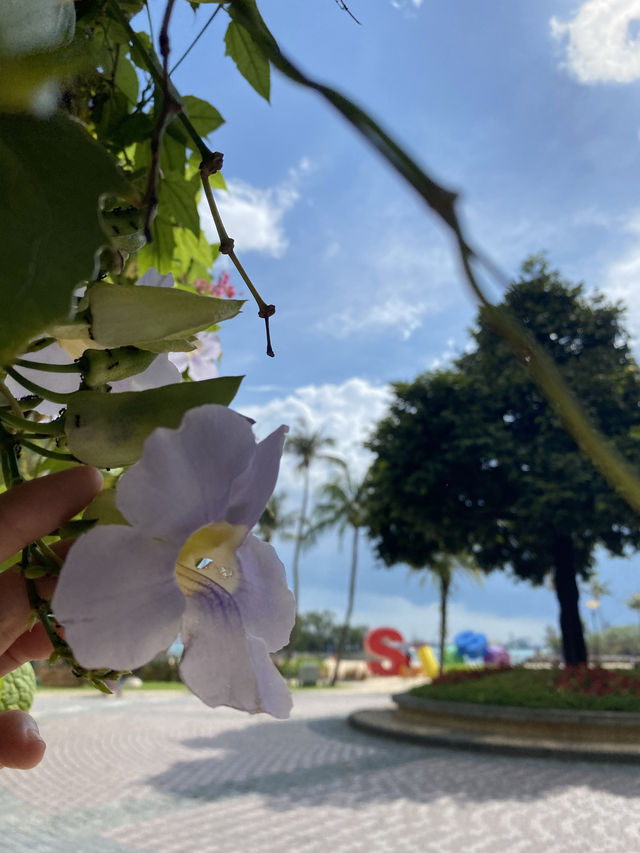 🇸🇬 A Day at Sentosa Beach, Singapore 🏖️🏖️