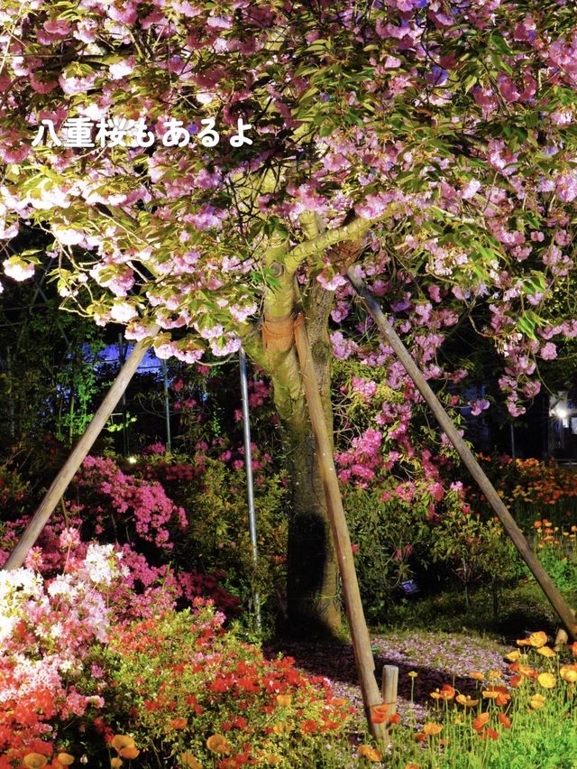 こんな絶景見たことある⁉️地上の楽園の藤のシャワーを浴びよう💜
