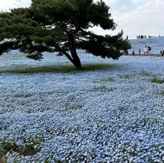 🪷 The beauty of Hitachi Seaside Park 🇯🇵