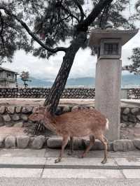 世界遺産　⛩厳島神社⛩