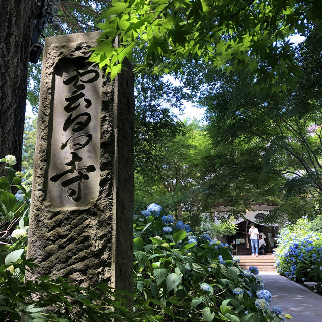 紫陽花に囲まれる幻想的な青の世界へ行ってみよう！