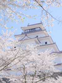  【福島】桜の季節に行ったら城が埋もれていた