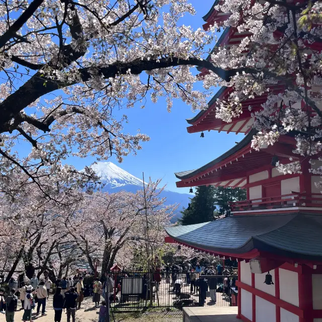「신쿠라야마 아사마 공원」｜벚꽃, 후지산 그리고 신사의 보탑.