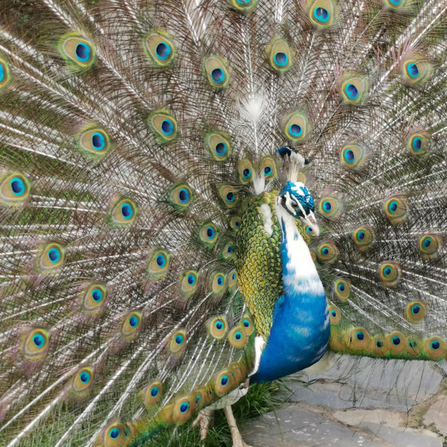 吉隆坡飛禽公園：熱帶鳥語花香，適合感受大自然生命力的理想場所