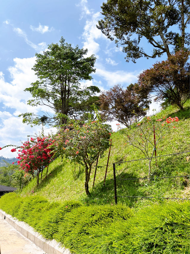 Discover Serenity Kechara Forest Retreat 