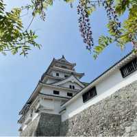 【佐賀観光】唐津城の藤の花を愛でに。。。