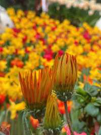 新加坡巨型溫室花園！400,000棵特色植物打卡！