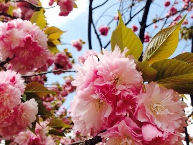 群馬縣館林市的杜鵑岡公園